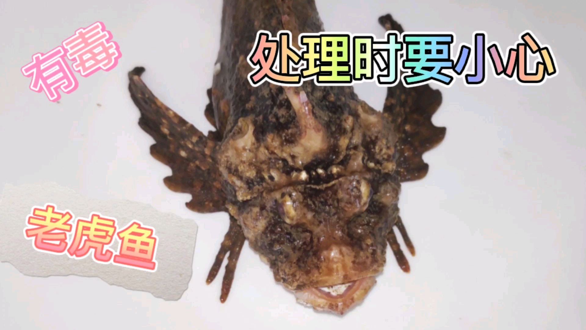 鲜美无比的却长凶恶,丑陋的老虎鱼,处理时一定要小心,背鳍有毒
