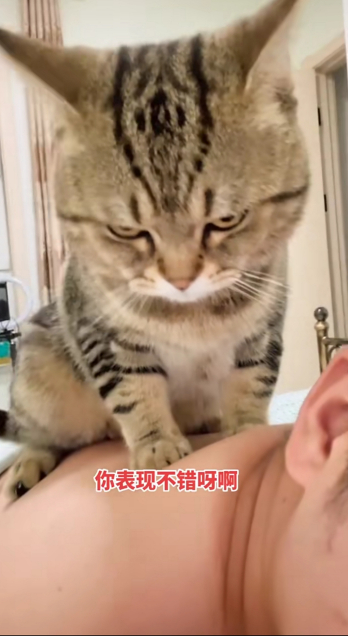 看表情就知道猫咪的不情愿按摩