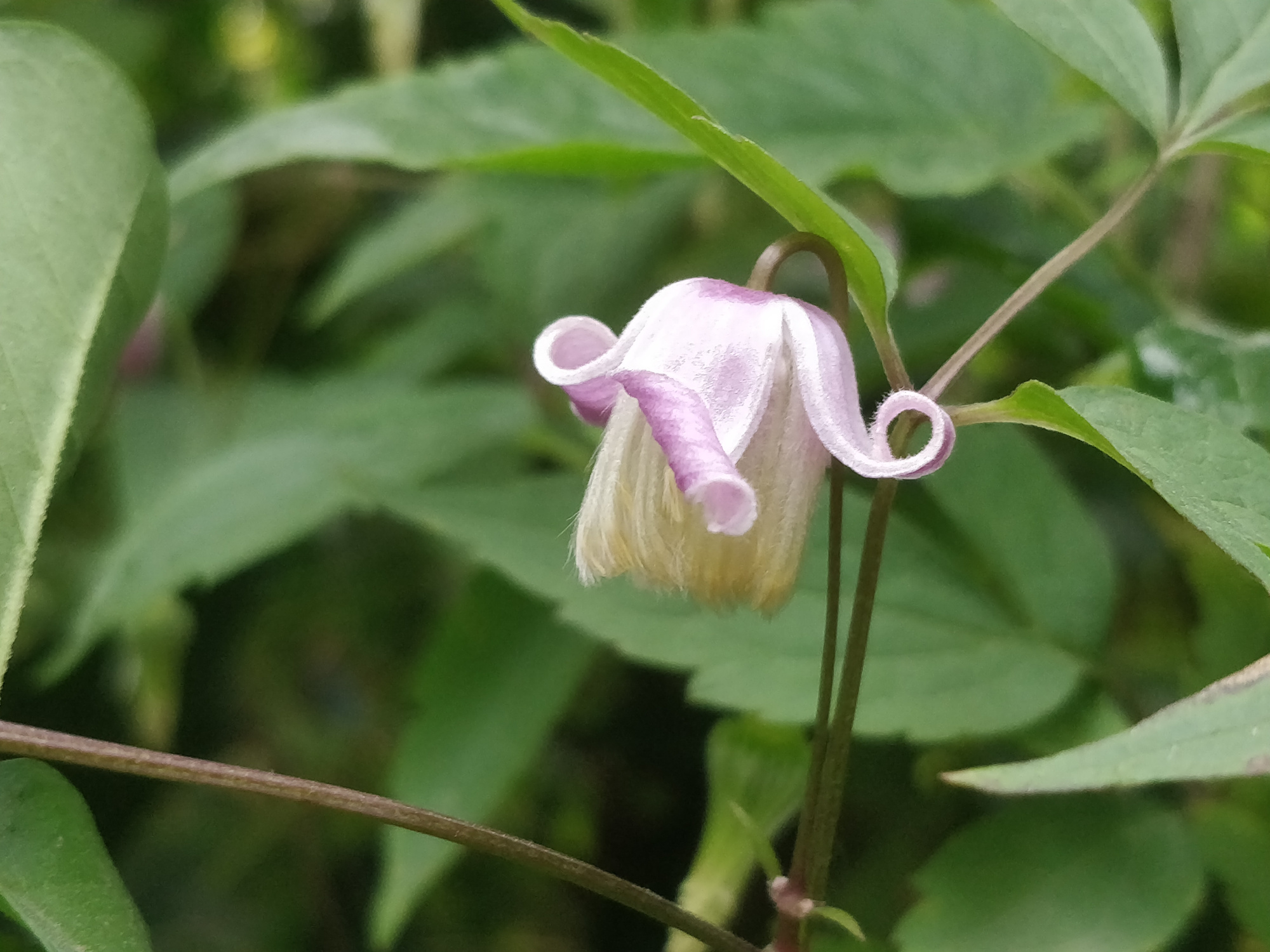 毛蕊铁线莲,花苞像彩色"吊钟",绿绢毛像"佛尘",非常好看!
