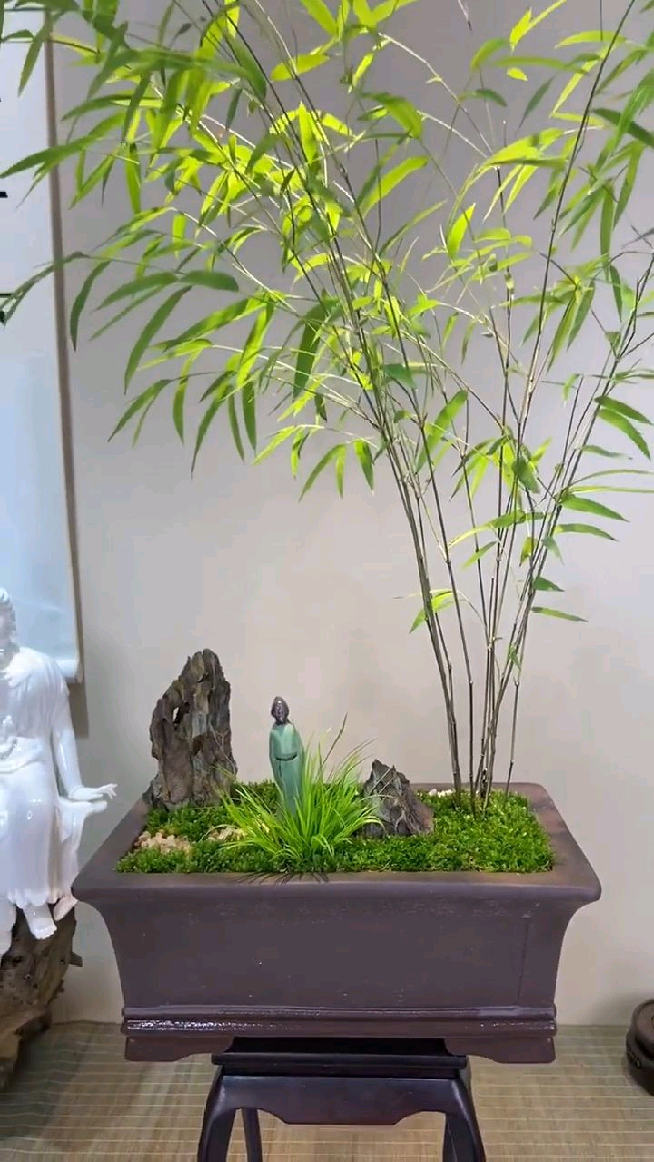 内门竹,竹中劳斯莱斯