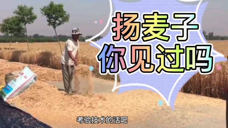 在河南农村,不得不会的收麦必备技能:扬麦子,了解一下!,三农,农民生活,好看视频