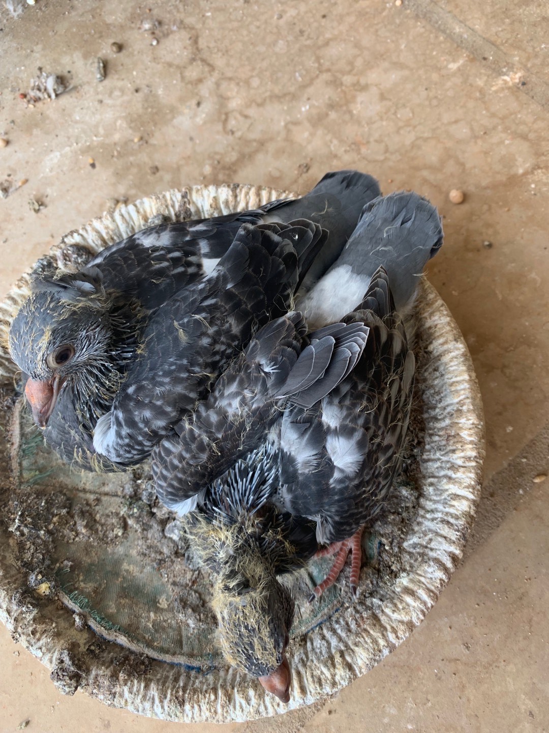 杨阿腾·无杠灰