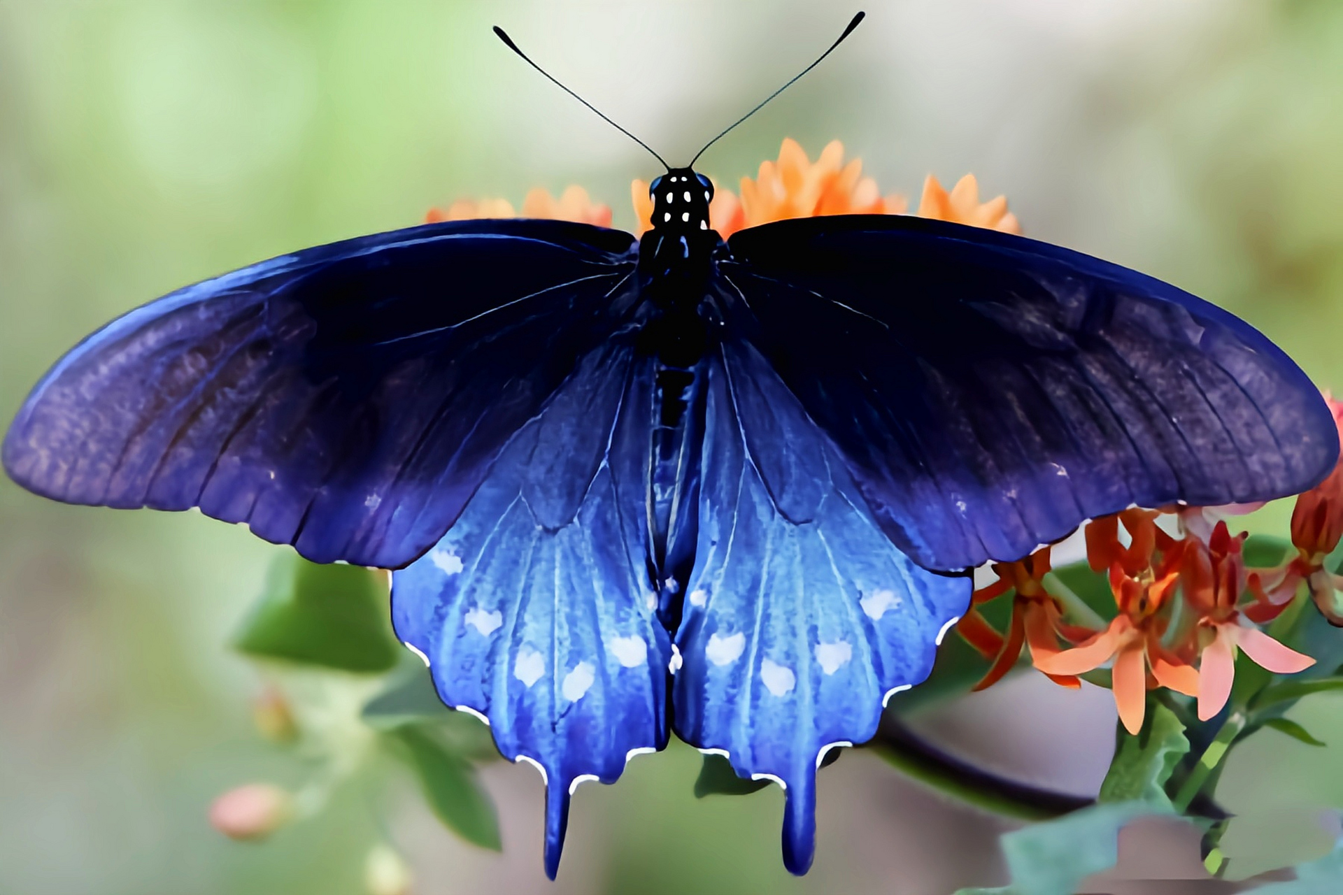 每天认识一种动物——美洲蓝凤蝶 美洲蓝凤蝶原产于北美洲,从加拿大南