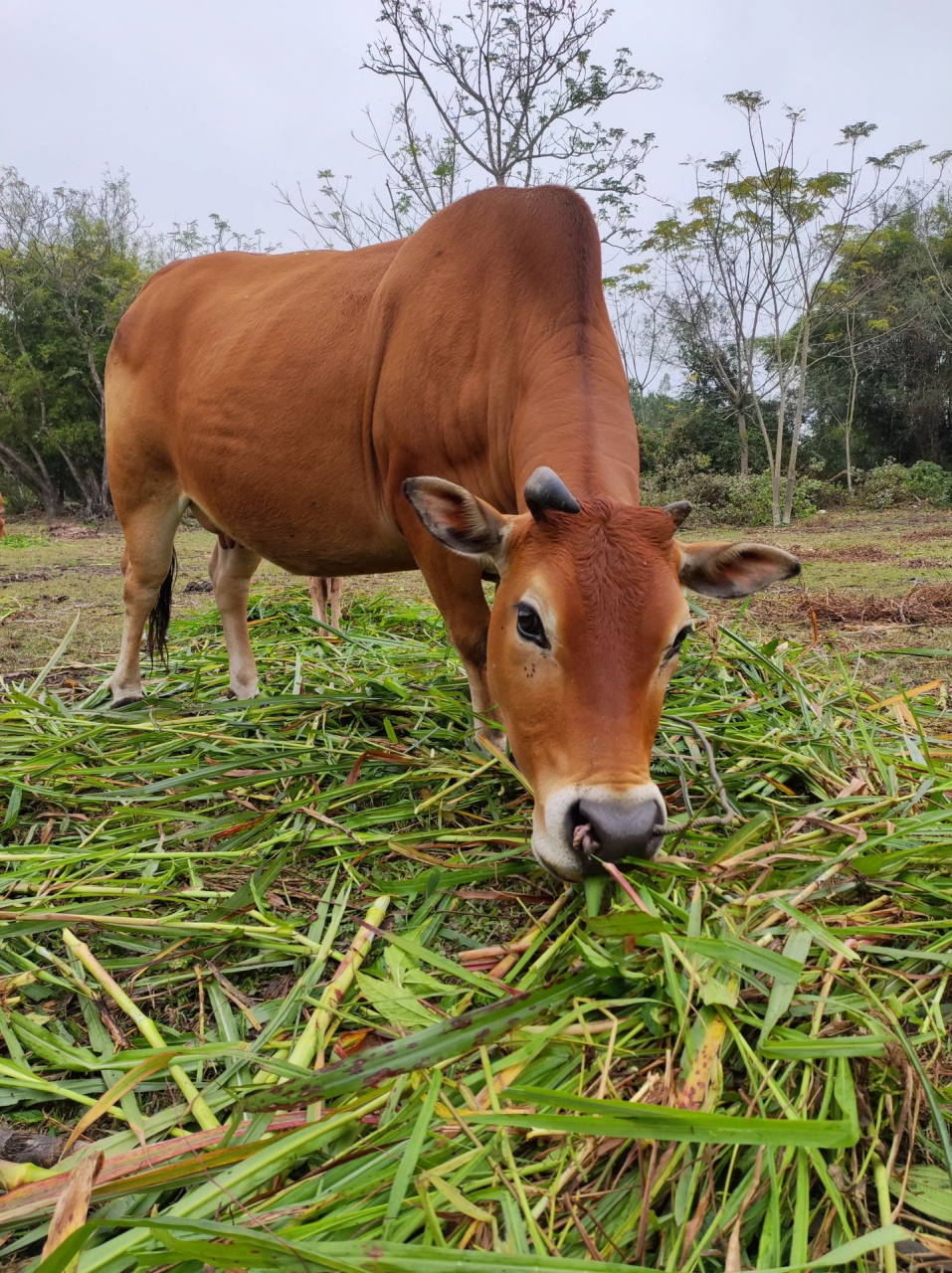黄牛与水牛,如果与牛相处过你就会知道,其实牛是一种非常聪明的动物