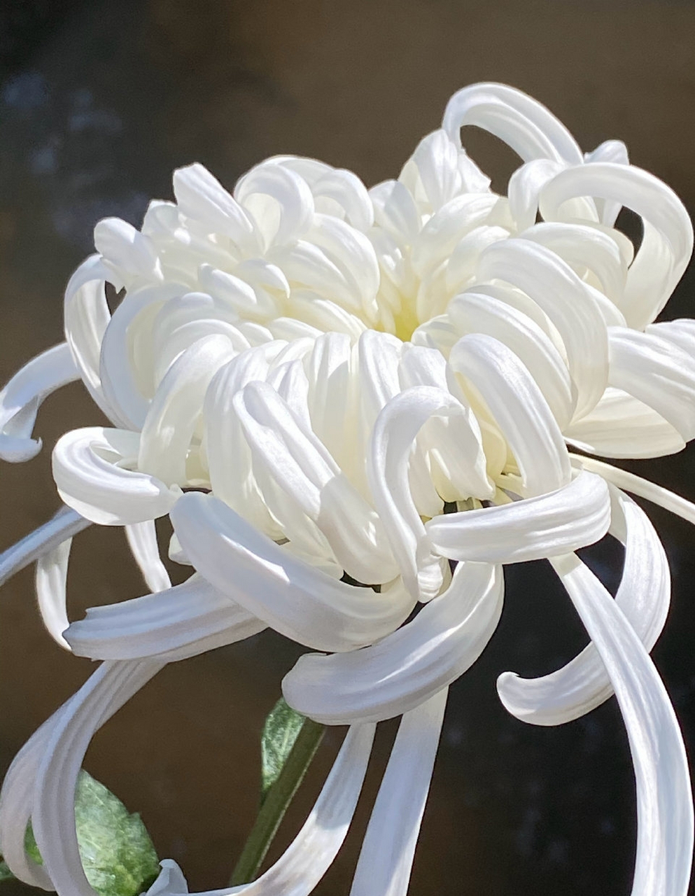 云卷云舒,瑞云殿菊花.#秋日环游指南