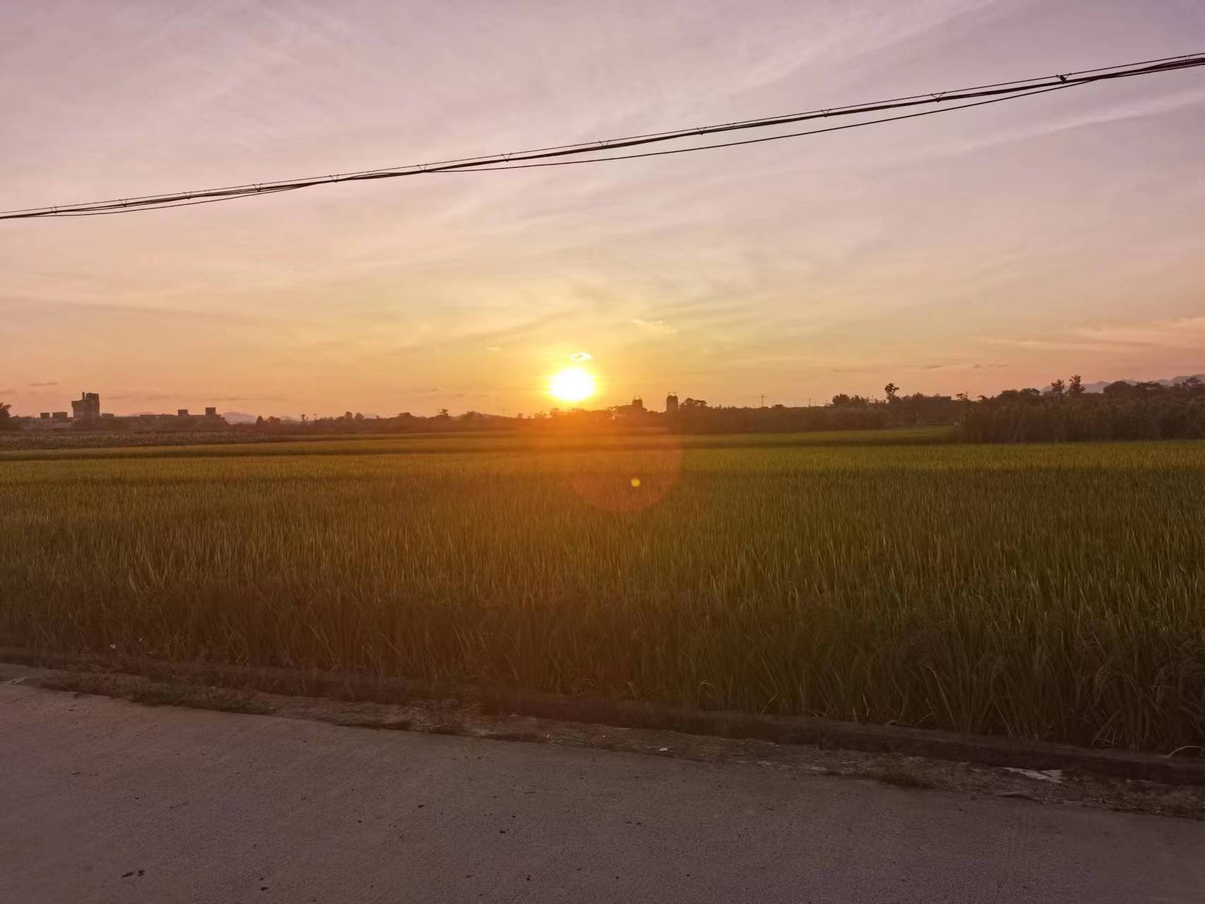 广西椰枣:转色期完成的椰枣,漂亮的中国红.