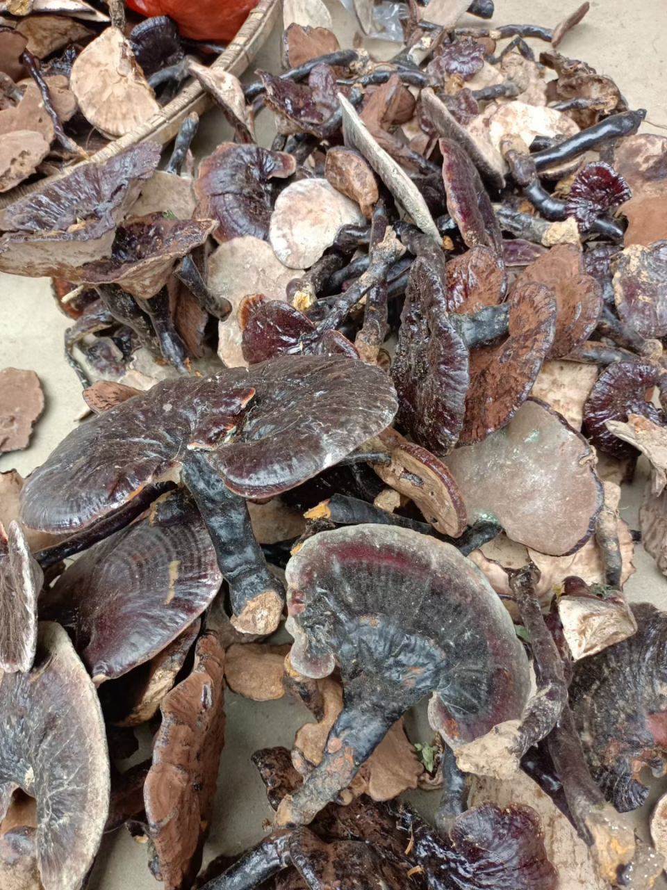 灵芝草,古代又叫做仙草