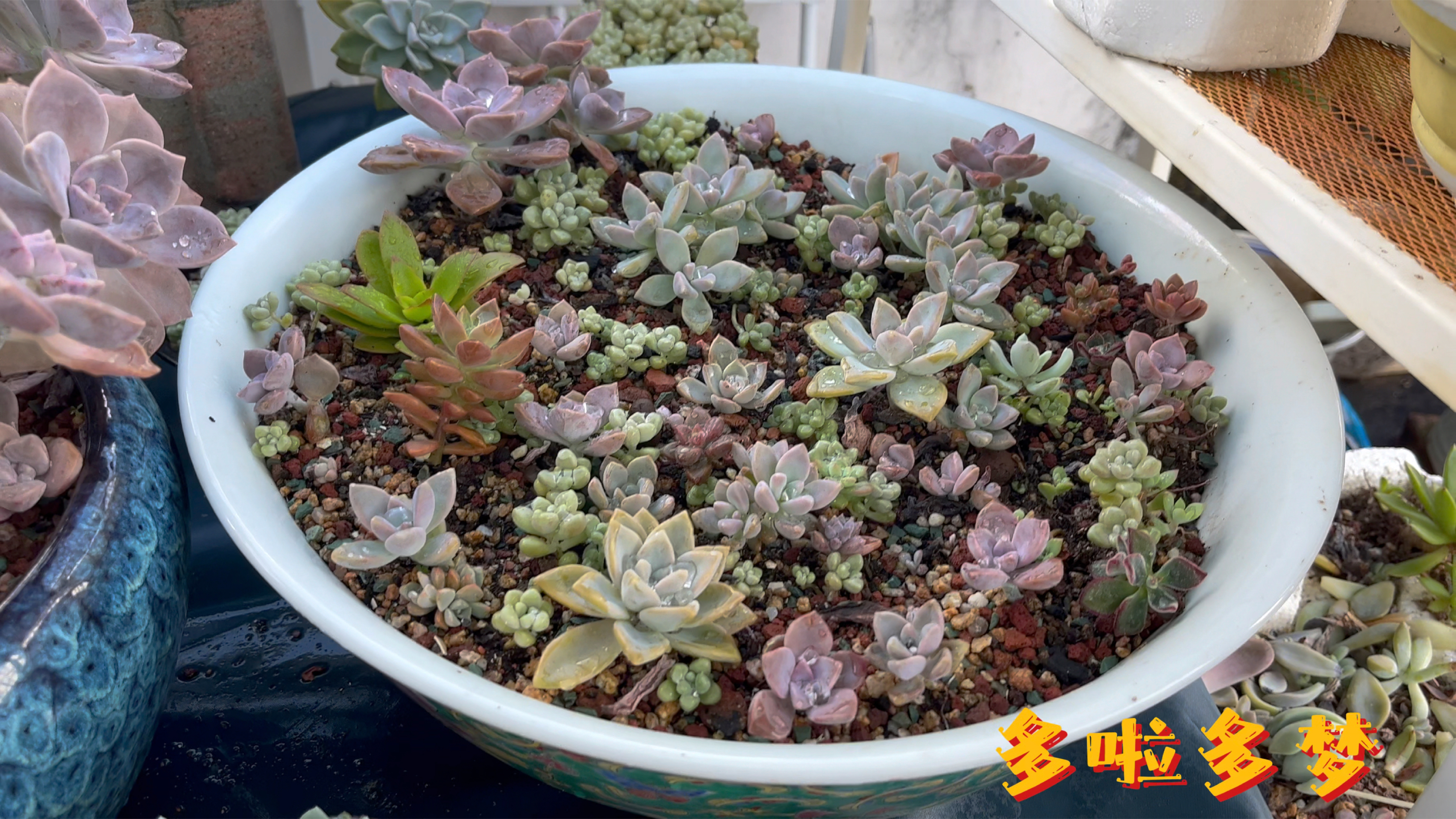 天气变幻莫测,在我的多肉花园10分钟,让我手忙脚乱!