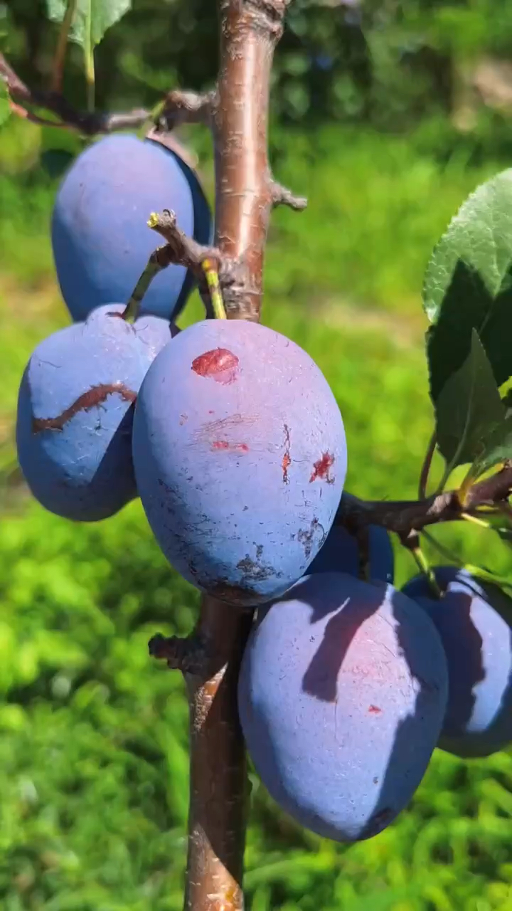 西梅蓝蜜李子苗品种树势旺盛分枝量充足自花授粉早实丰产性强