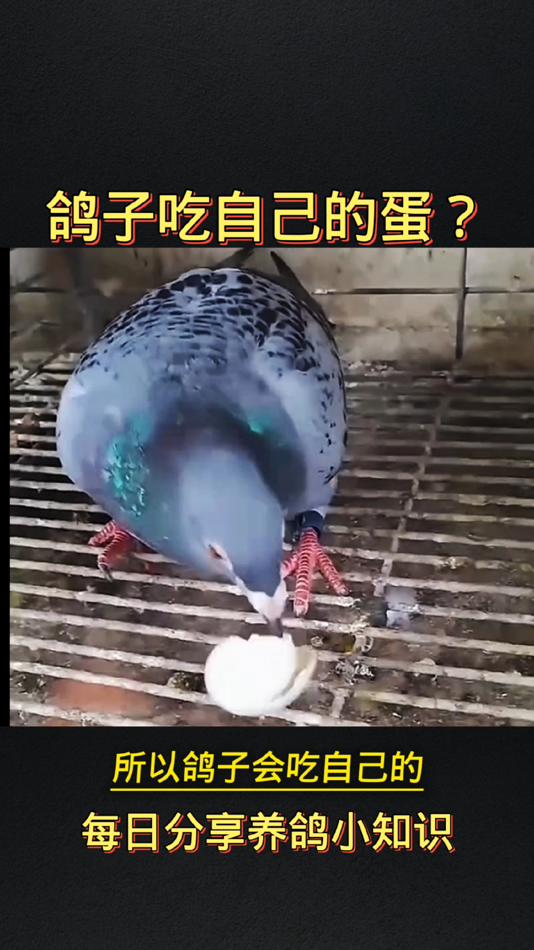 公鸽子为什么啄小鸽子百科在线