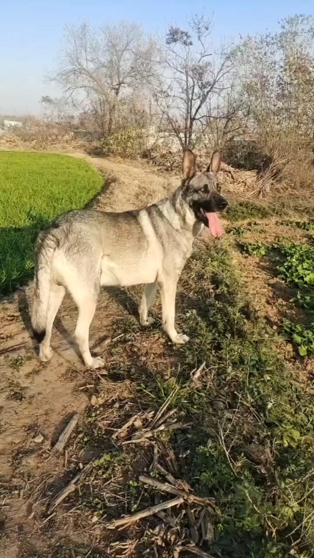 狼青杂交图片