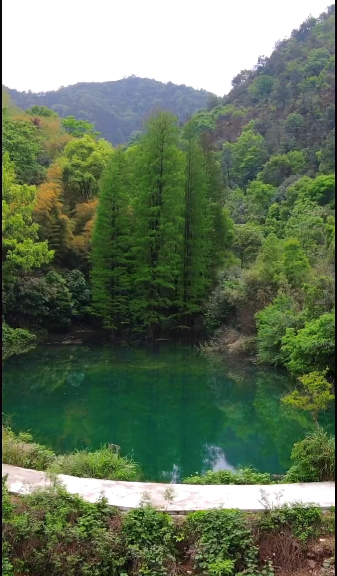 长沙象鼻窝森林公园图片