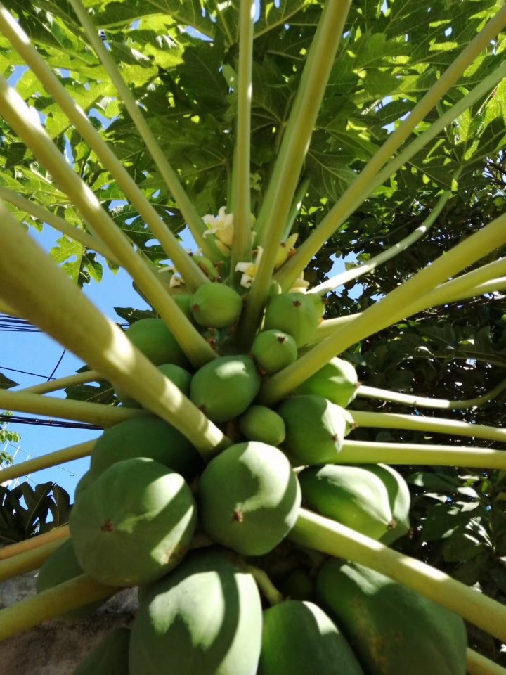 木瓜原来是这样长在树上的