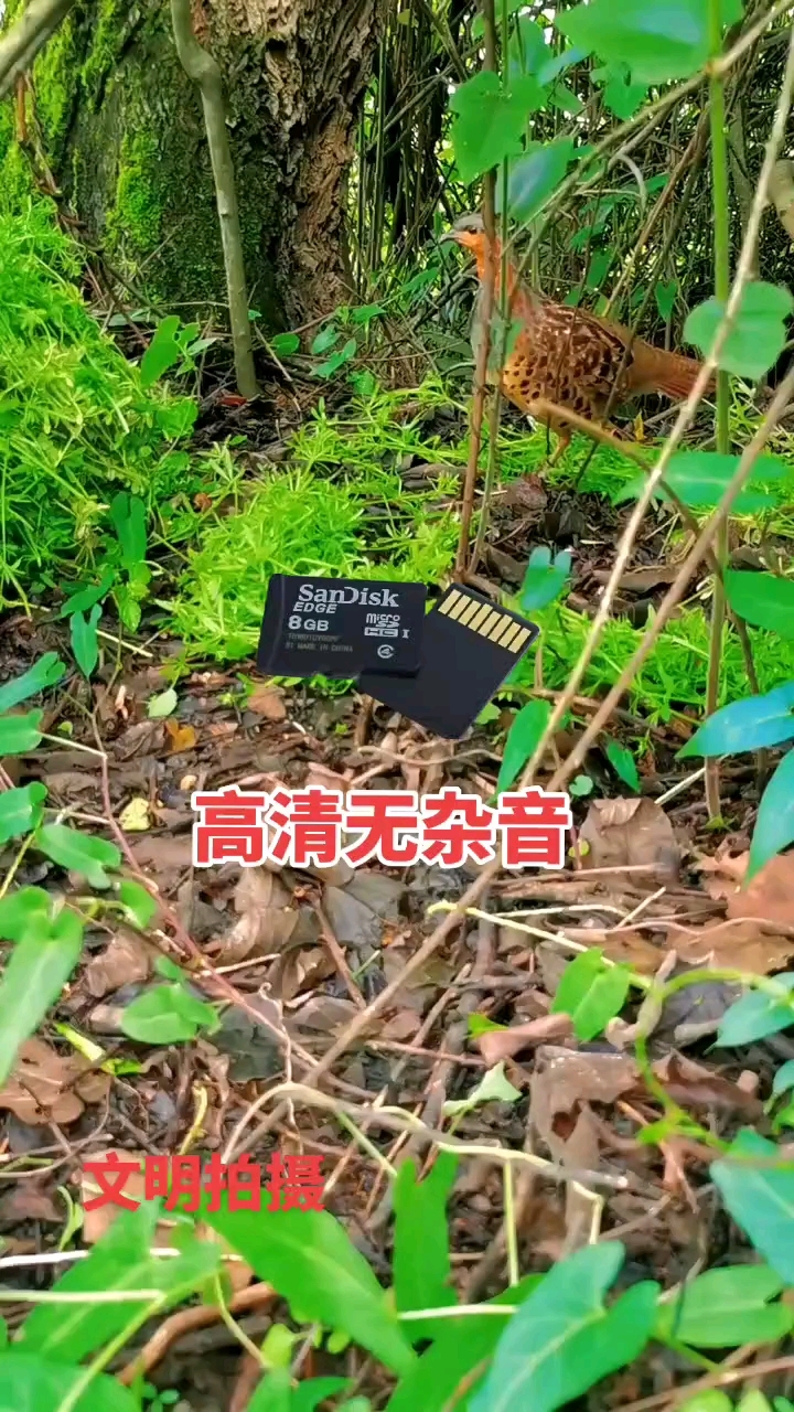 竹鸡公母一起过来拍摄