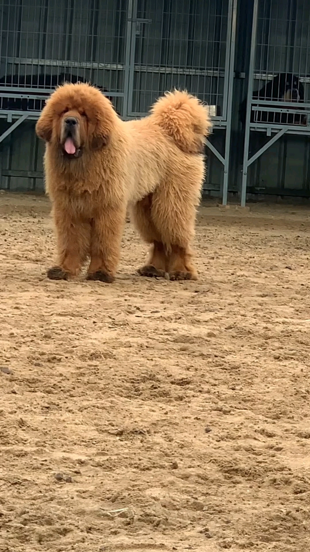 小藏獒长什么样子图片