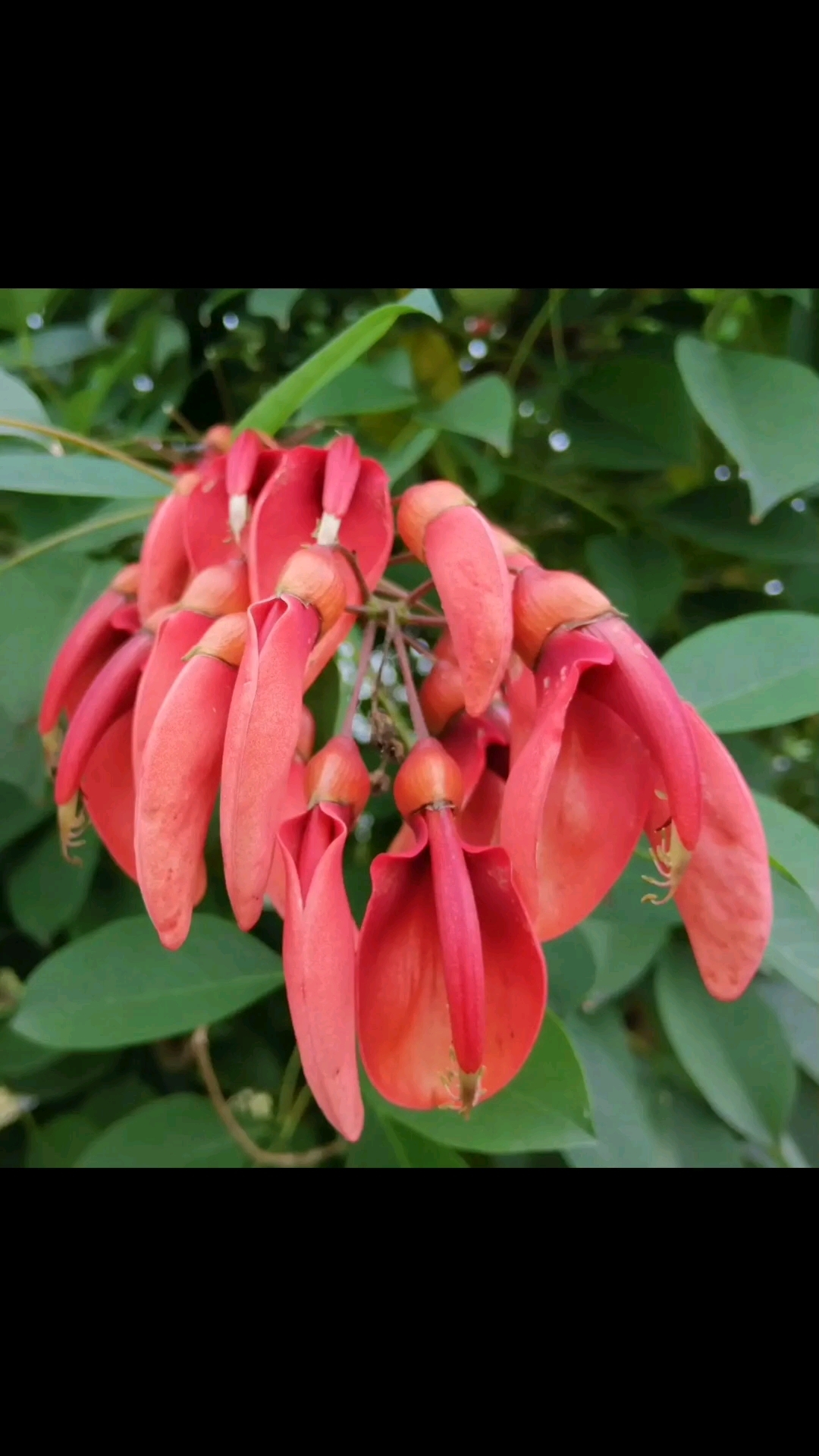 龙牙花花语:喜迎宾客,祝君好运,笑口常开!11月13日随拍