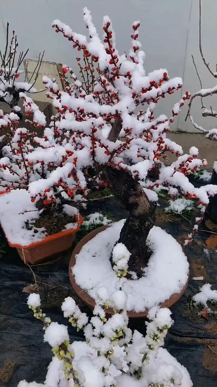 北京冬天赏梅花图片