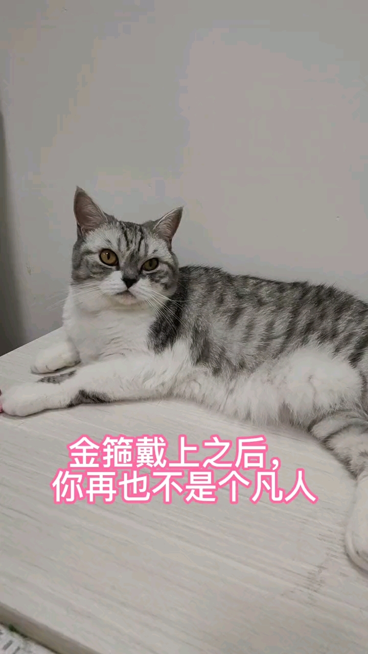 猫戴金箍壁纸图片