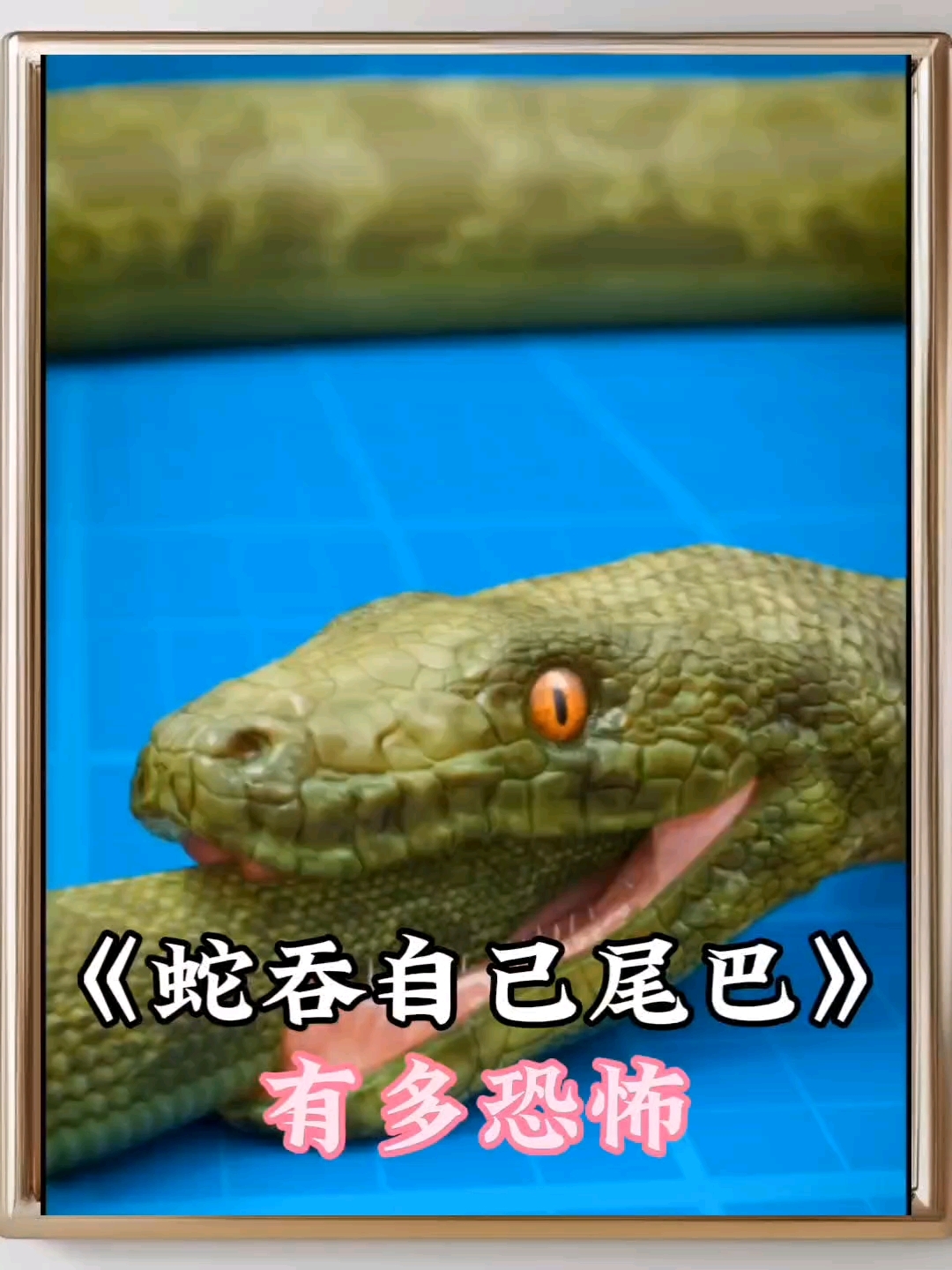 蛇吞自己尾巴