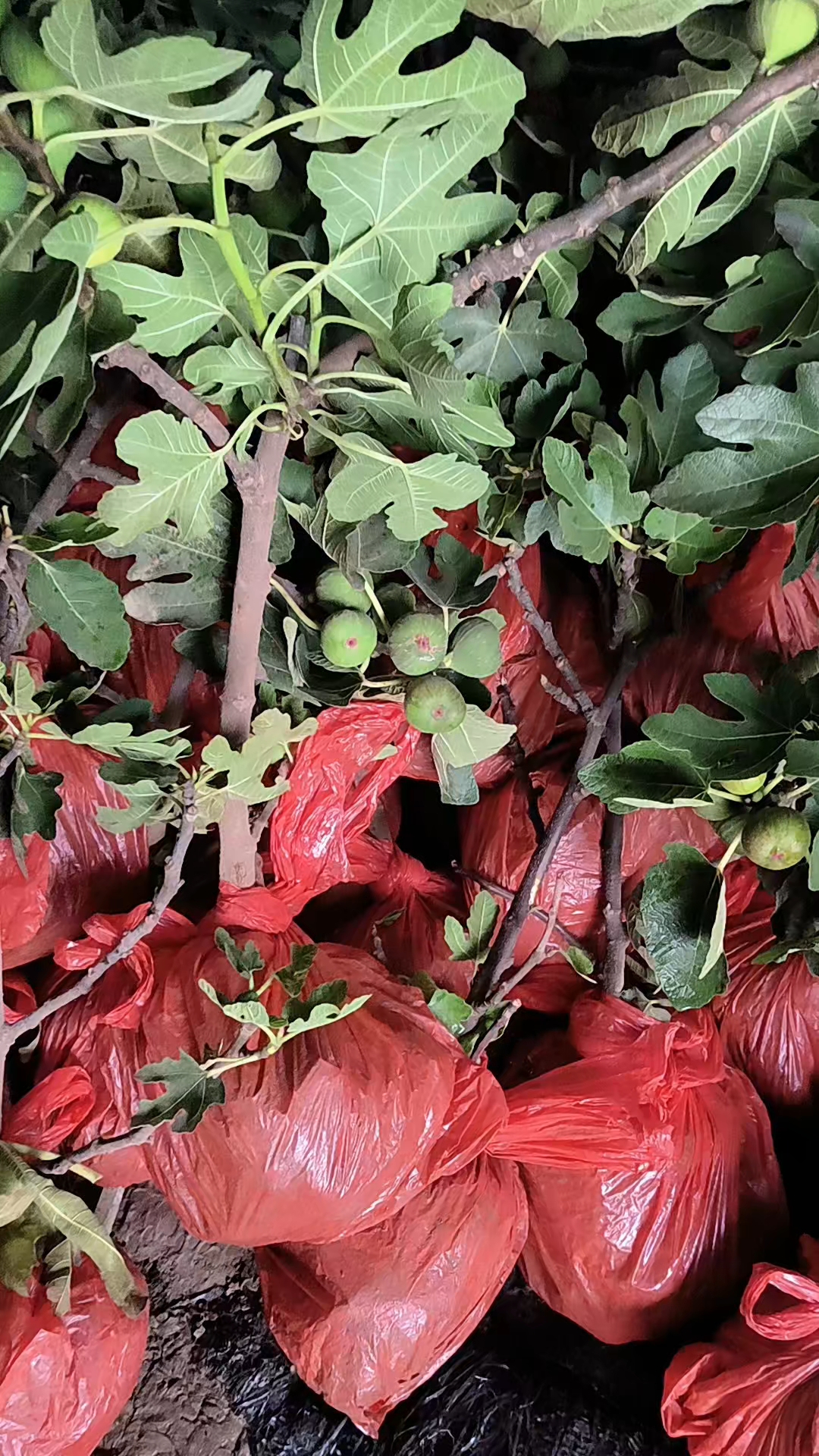 无花果波姬红盆栽 地栽