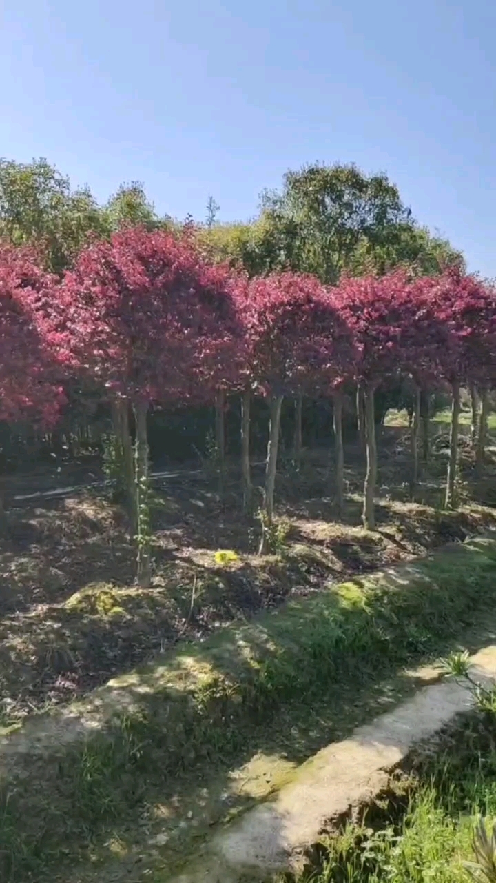 红花桎木桩景