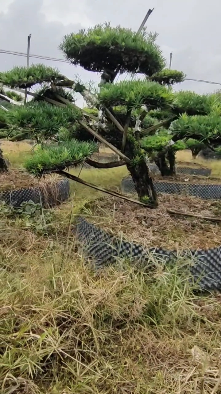 20公分左右临水罗汉松整体