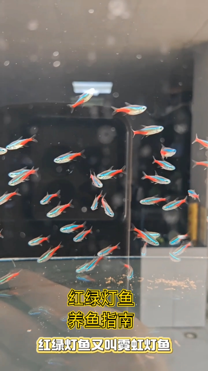 红绿灯鱼养鱼指南