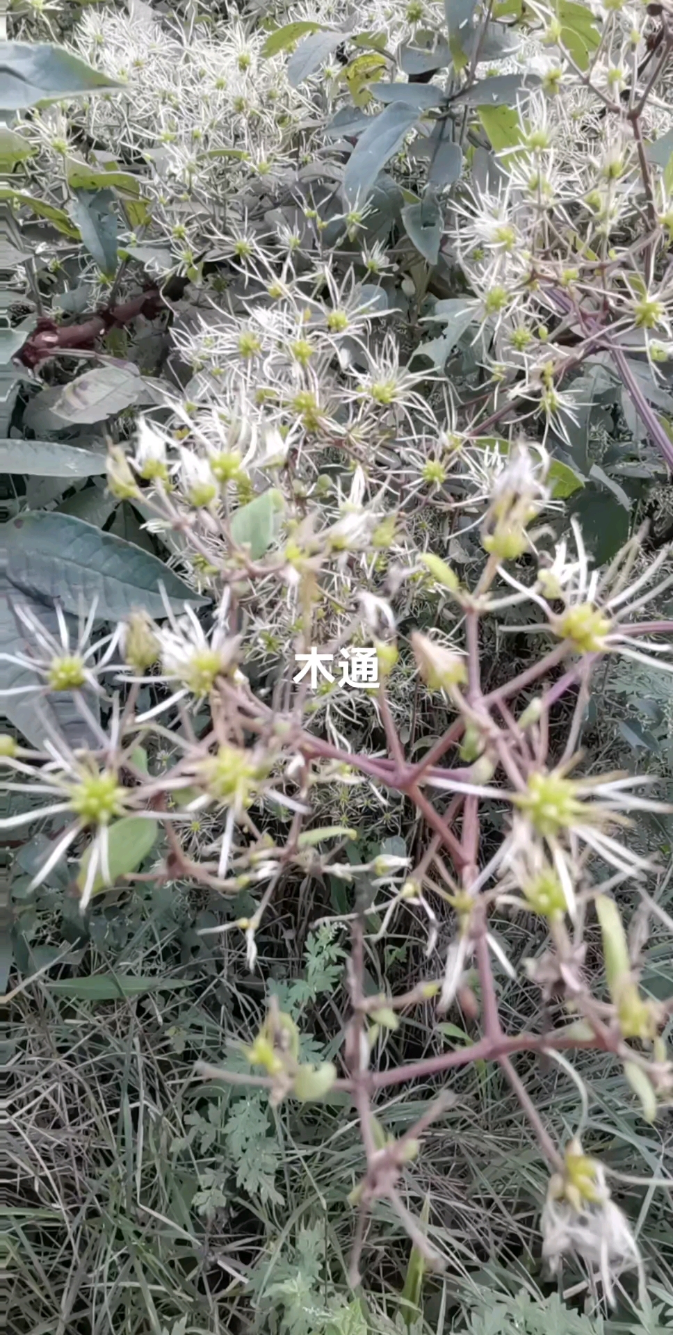 木通:别名小木通,三叶木通,我的家乡叫它:风藤草尖!