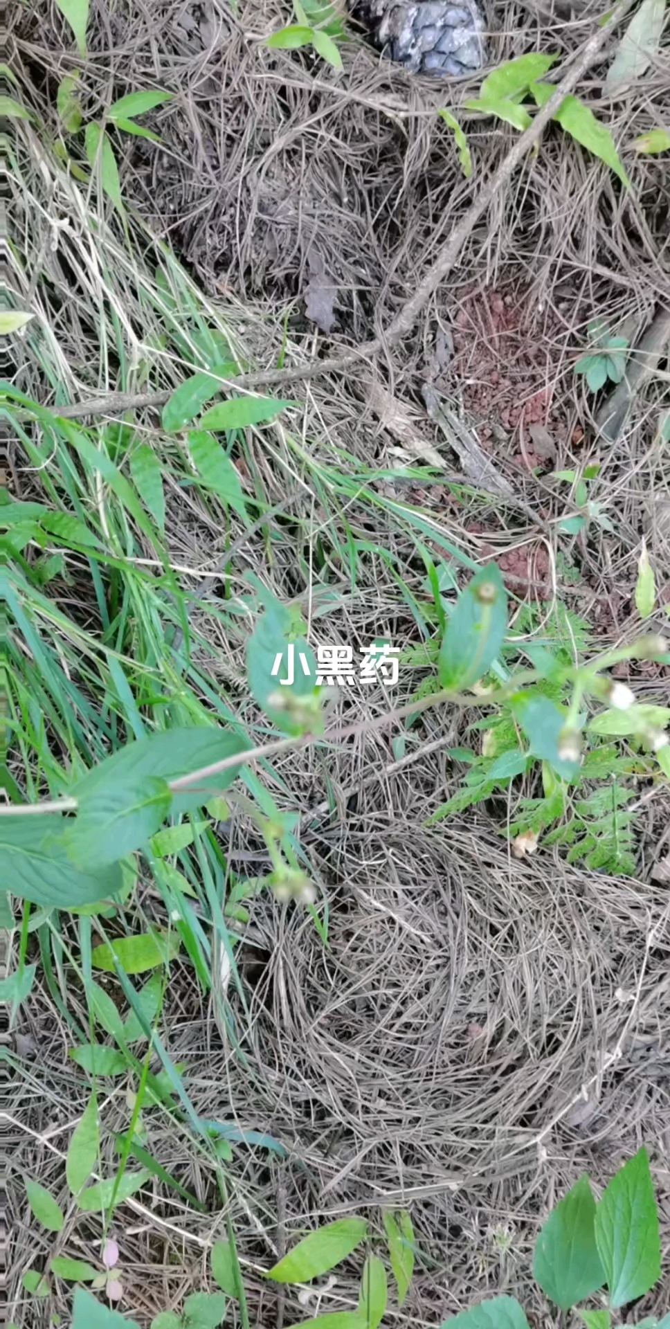 显脉旋覆花又名小黑药,因为以其根入药,其根黑,所以叫它小黑药