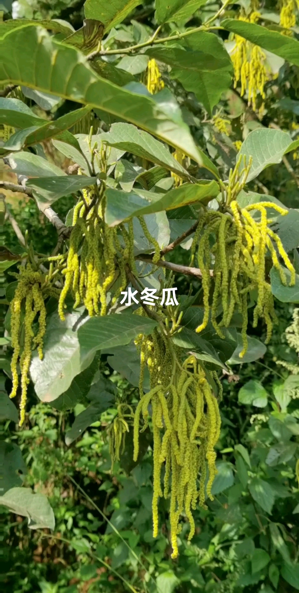 水冬瓜树:又叫桤木树:它的树皮和嫩叶可入药用.