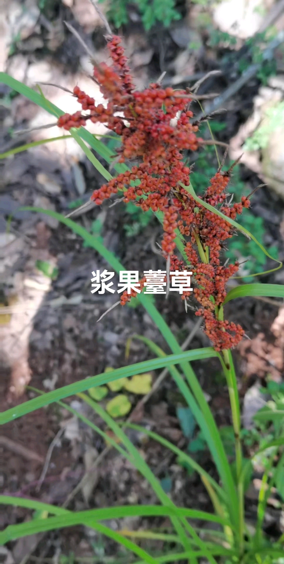 浆果薹草别名 红果莎