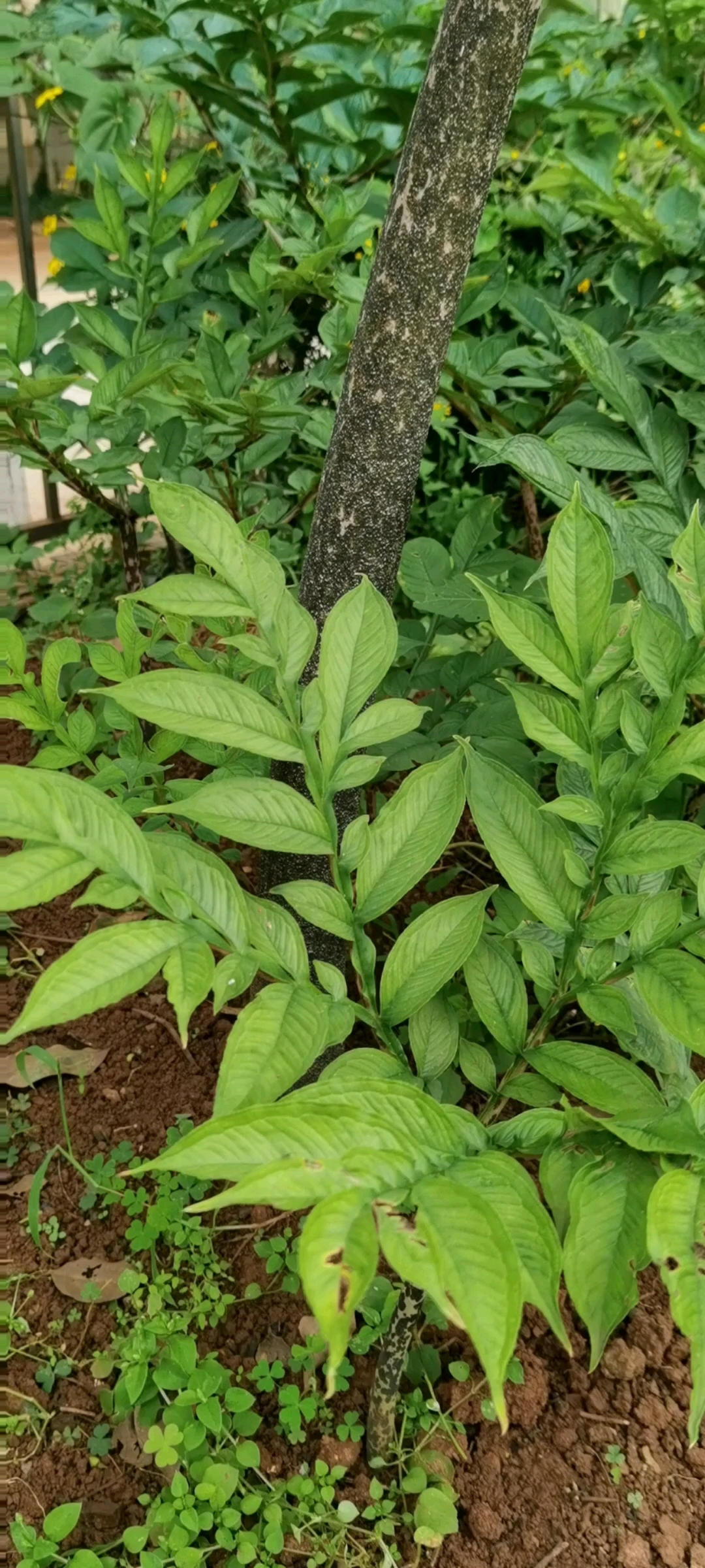 长得像蛇一样的植物,魔芋
