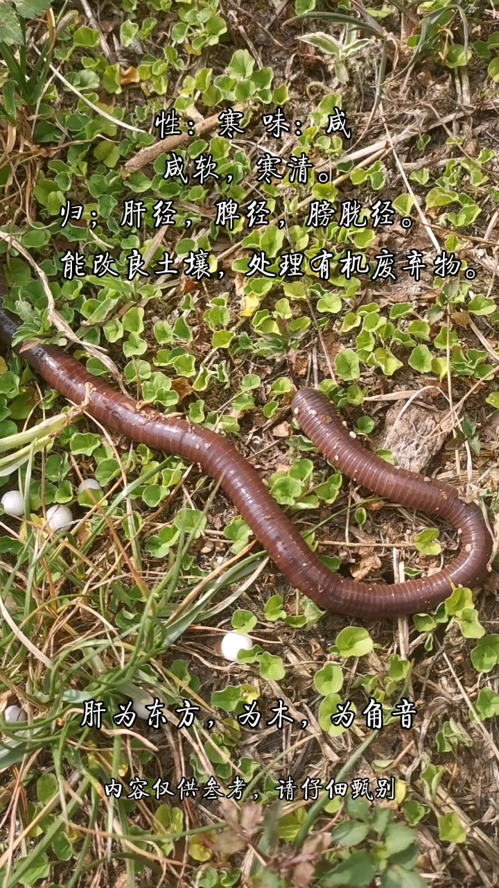 蚯蚓,又叫地龙,通土能手