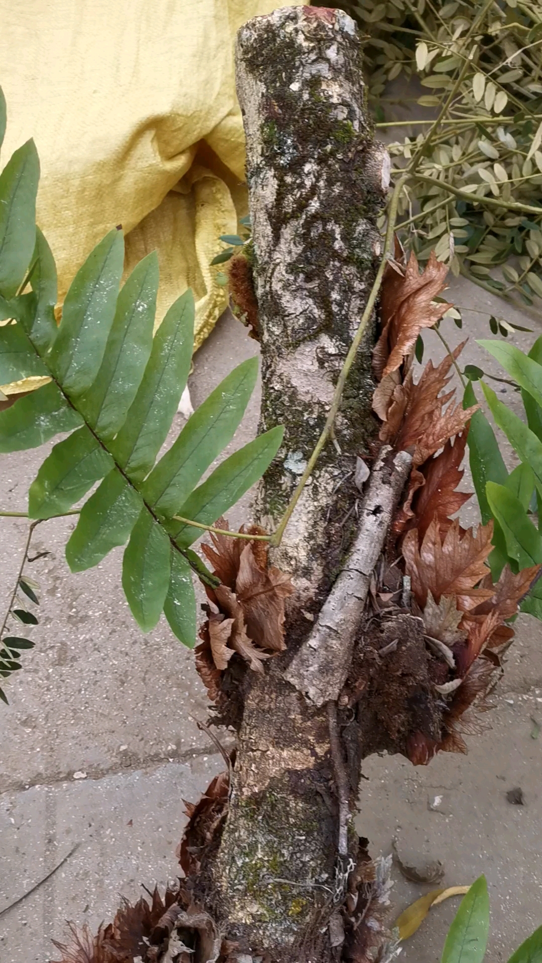 骨碎,又名岩姜,猴姜