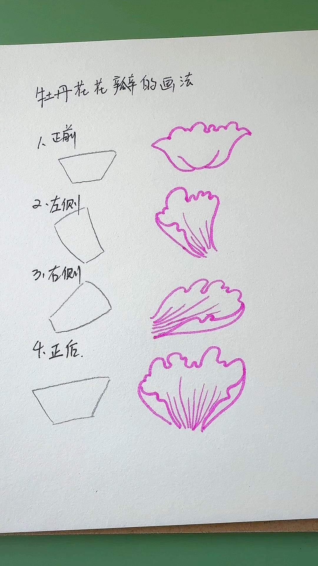 排笔画花瓣入门教程图片