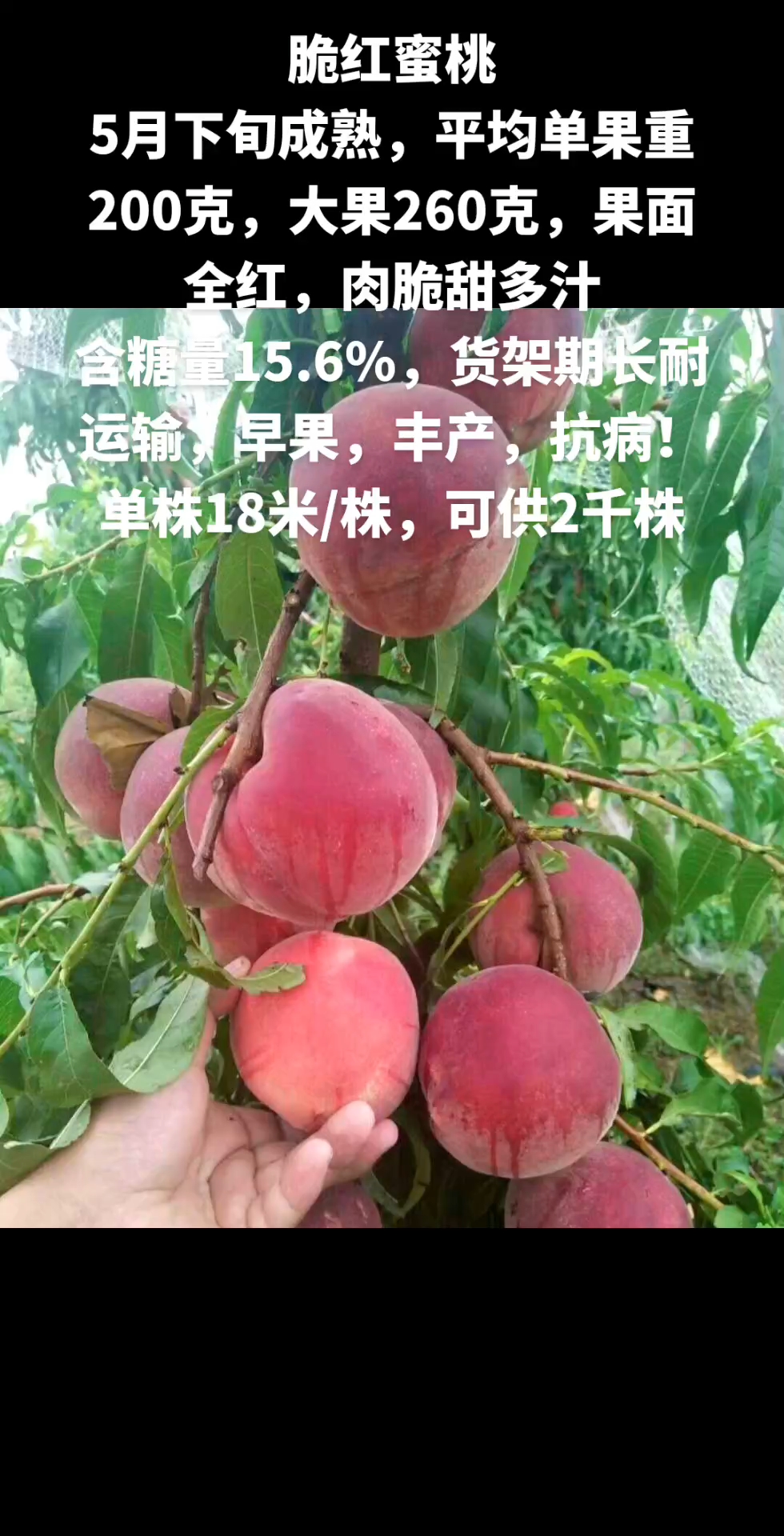 早熟桃首选品种之一