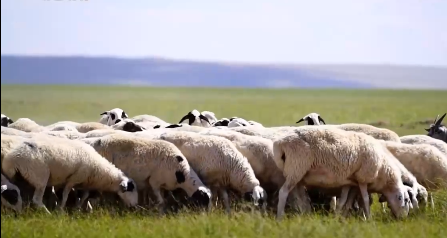 新疆房产老板转行养羊,让羊减肥,逆向思维养殖却年入上千万元!