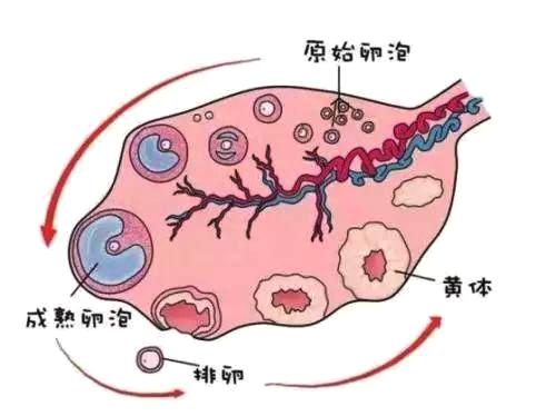 优贝贝!卵泡破裂是什么意思?"顶尖医师"-第1张图片-天福博客