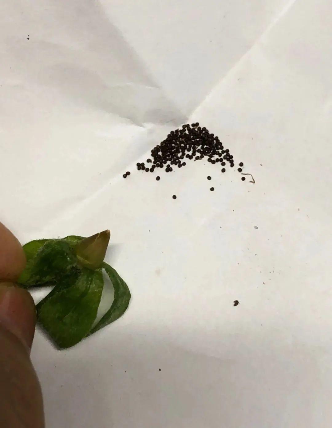 花种子 - 热门商品专区