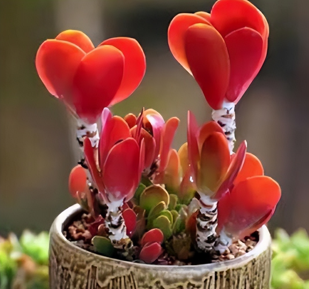 红色多肉秀妍和唐印,每种都是颜值担当,你更喜欢哪种?