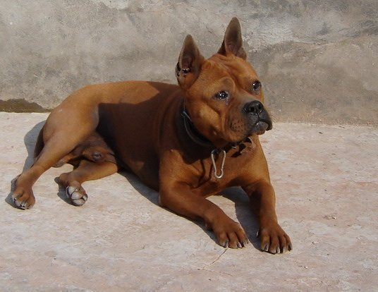 为什么养"川东猎犬"的人多?养过的都懂,太好养了!
