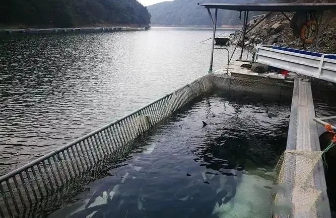 瘦身鱼质优味美,卖价高,养殖风险也高,如何无风险养出瘦身鱼?