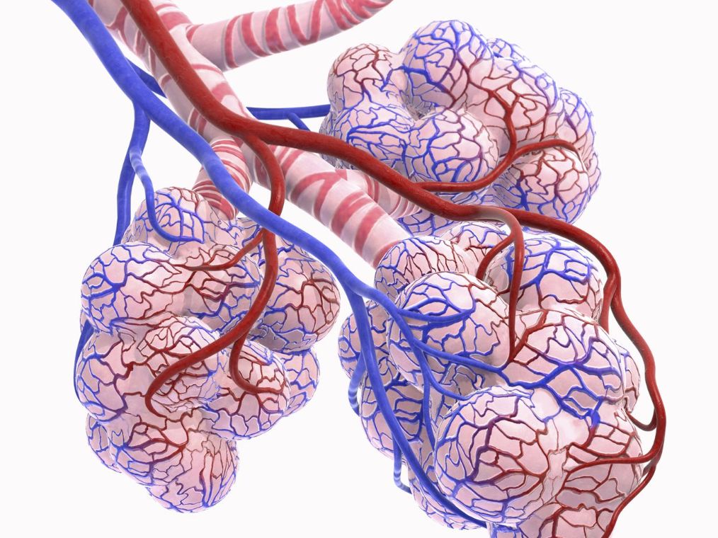 肺泡-毛细血管阻滞综合征,无传染性,好发于煤炭工人等人群