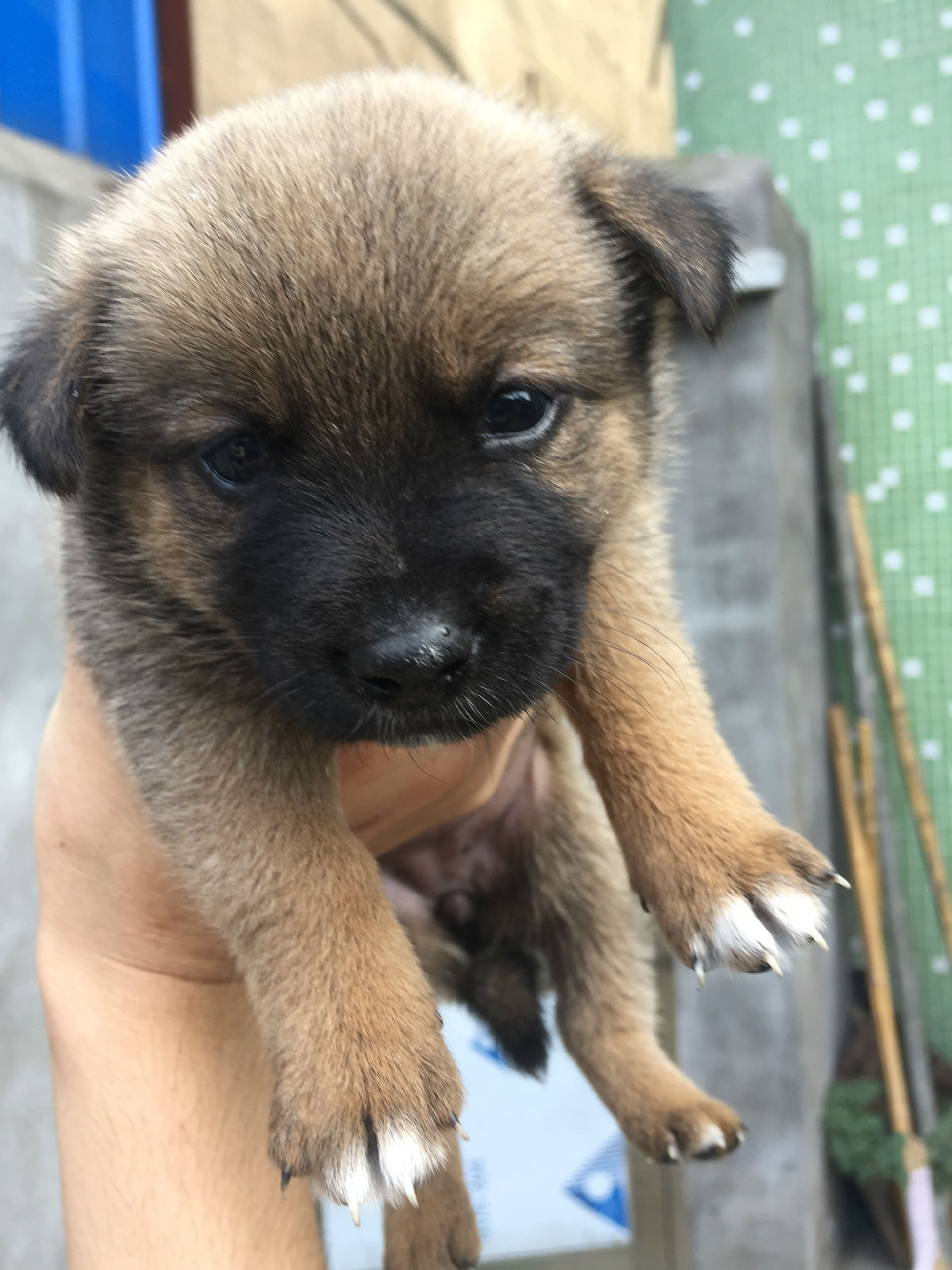 为什么越来越多人养"土狗",网友:养了才知道"真香"