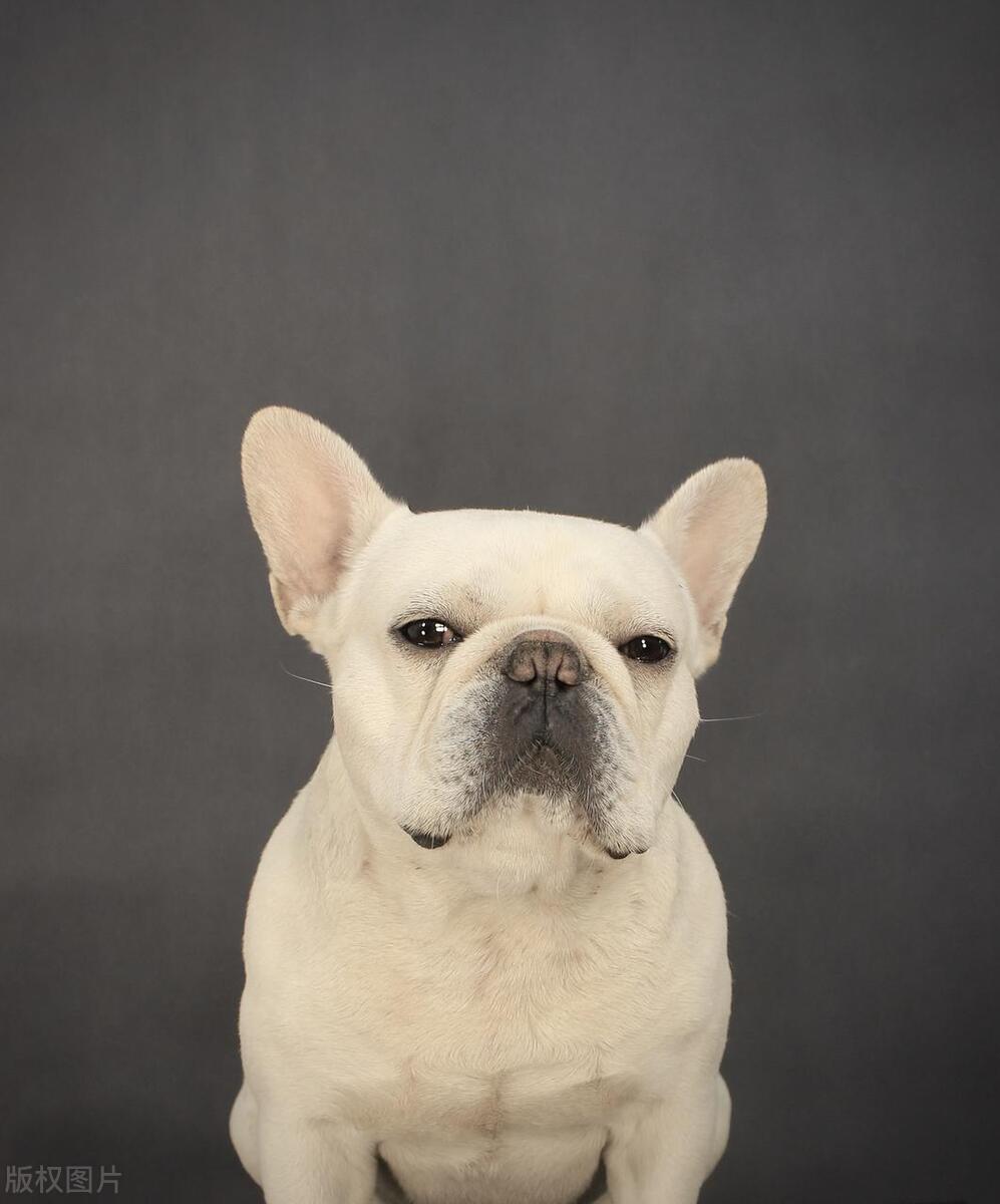 斗牛犬和法国斗牛犬有什么区别?