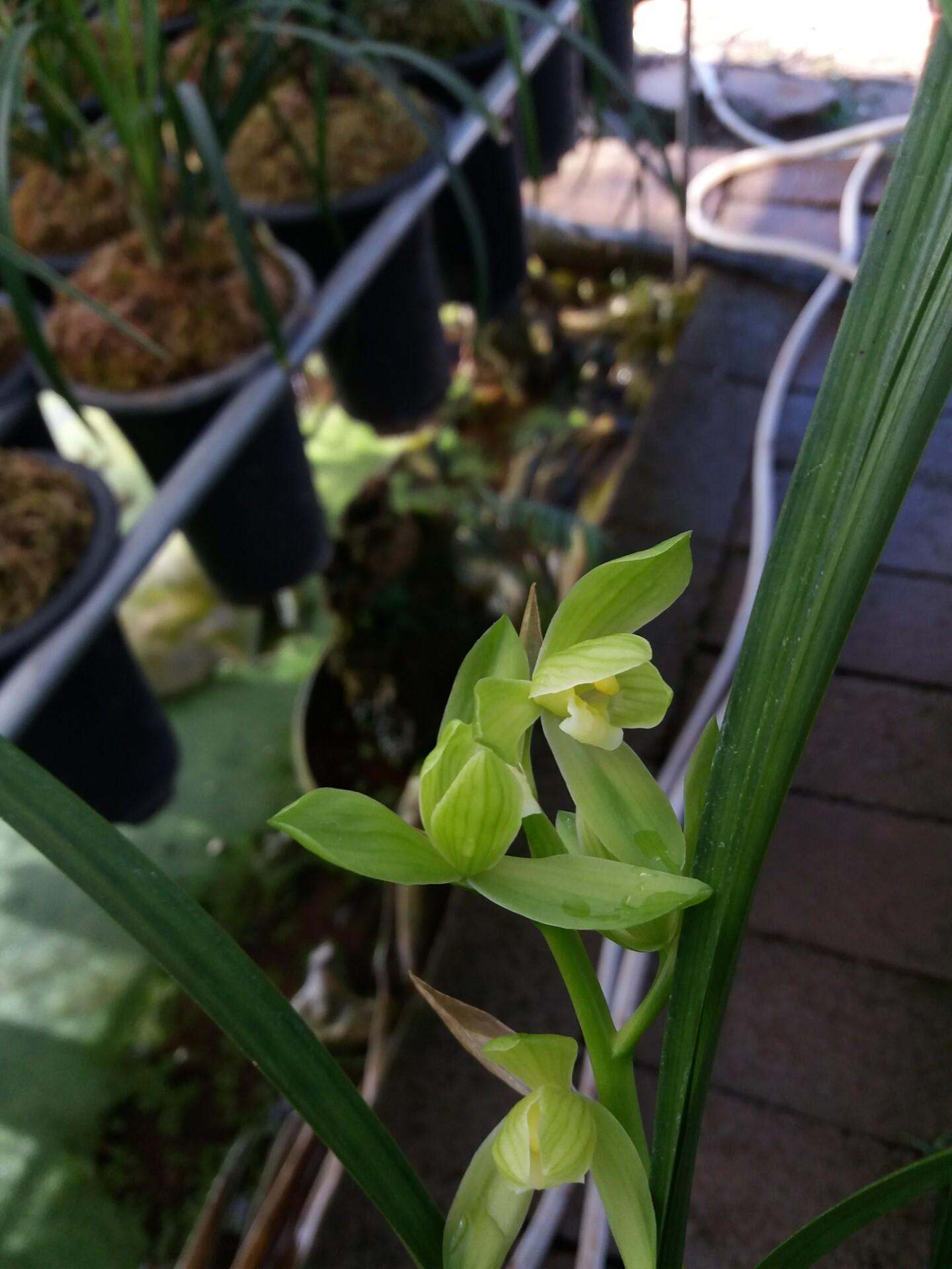 它是春劍荷型素花的代表品種,花姿優美,素雅純潔,精神抖擻