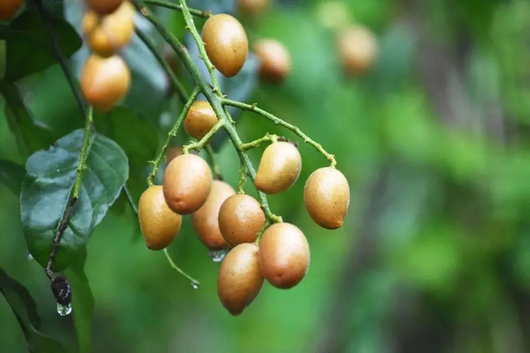 做饭放点鸡皮果,马上有了广西味!