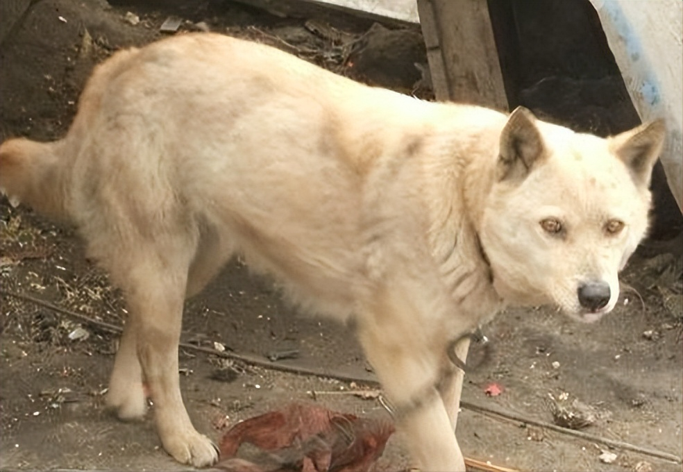 板凳狗首战告捷