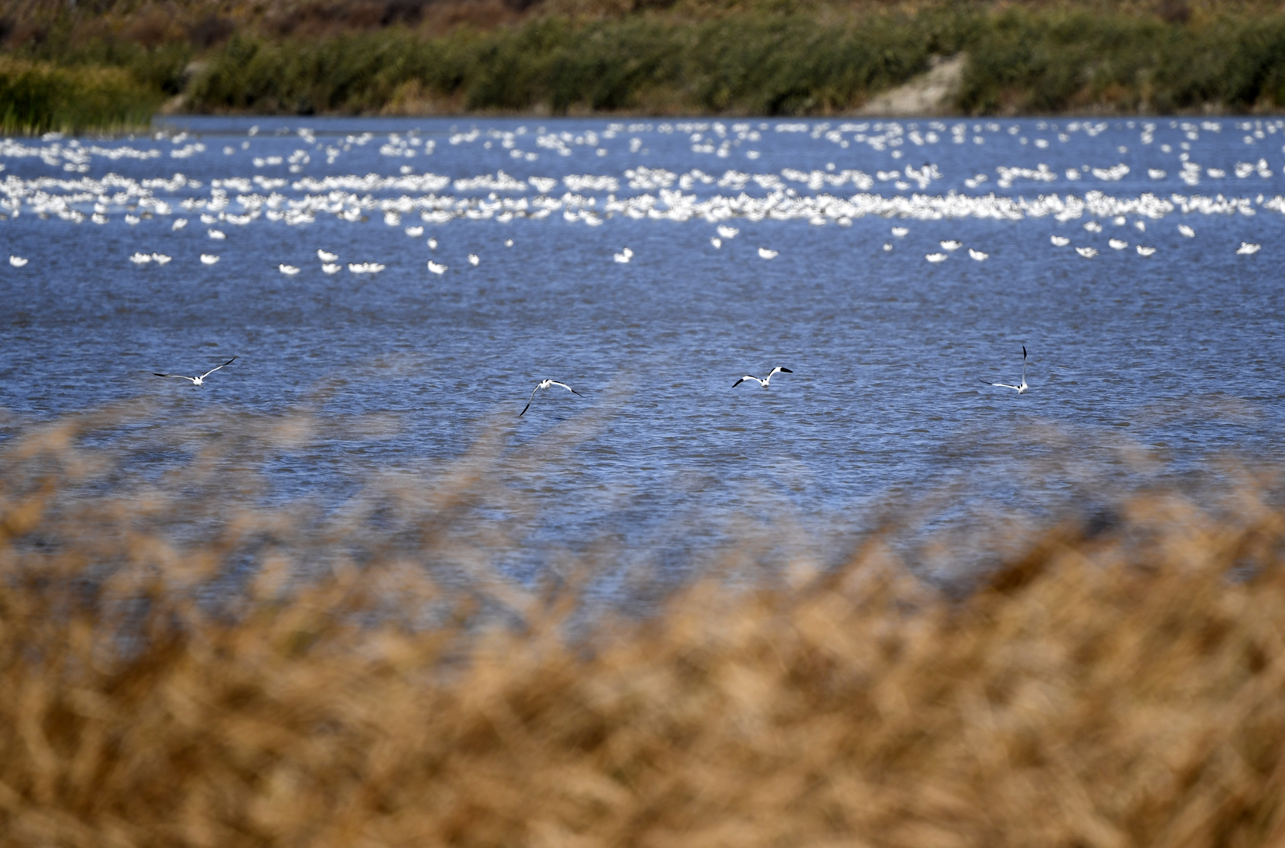 七里海湿地迎候鸟迁徙季(2)