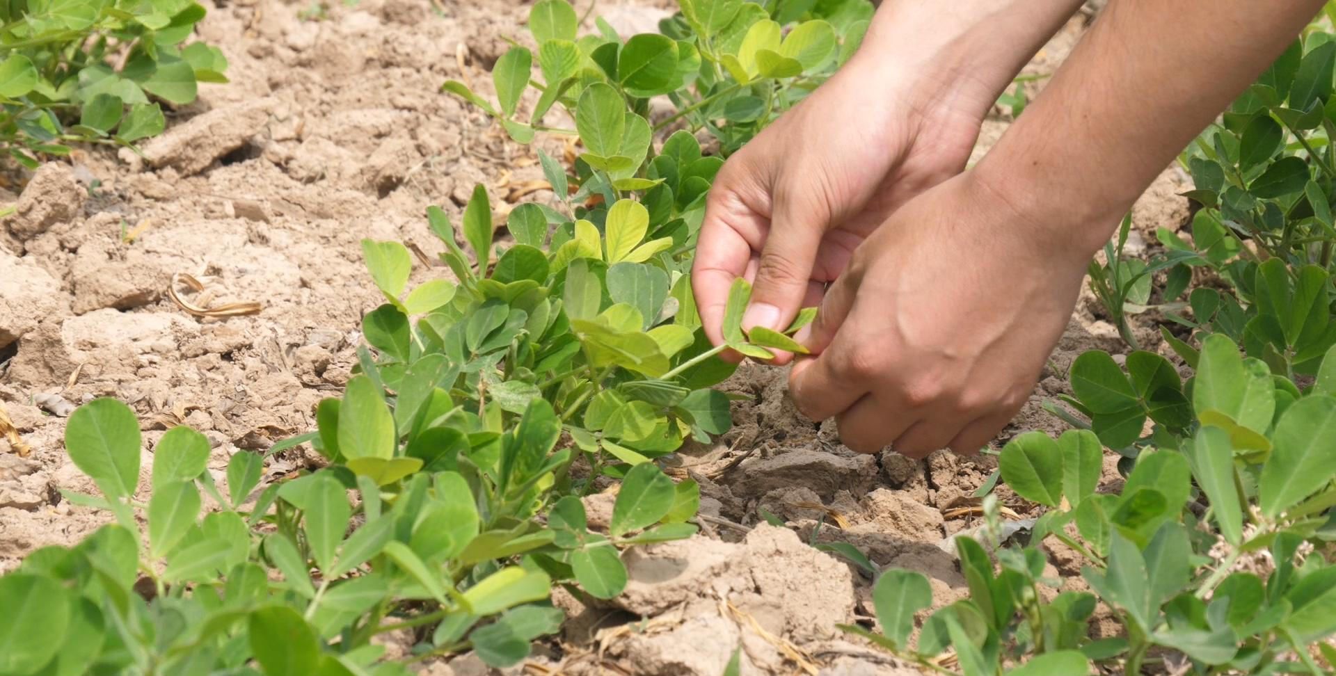 种植花生的过程中,如果想要得到高产需要掌握相关技巧
